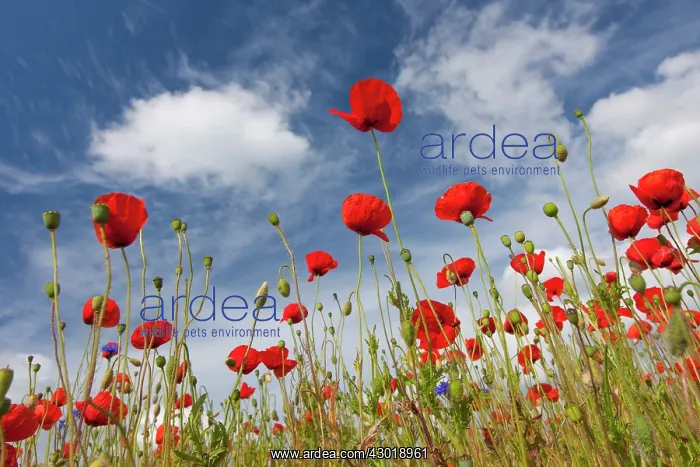 : Common Red Poppy flowering : Common Red Poppy flowering