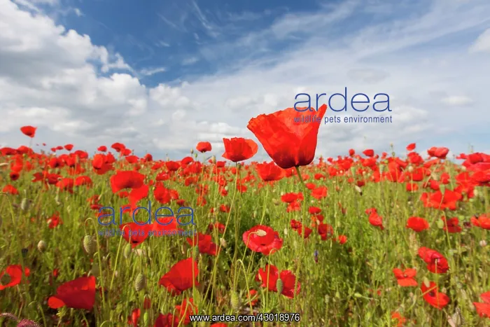 : Common Red Poppy flowering : Common Red Poppy flowering