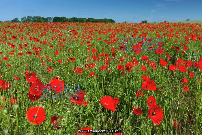 : Common Red Poppy flowering : Common Red Poppy flowering