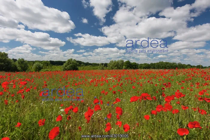 : Common Red Poppy flowering : Common Red Poppy flowering