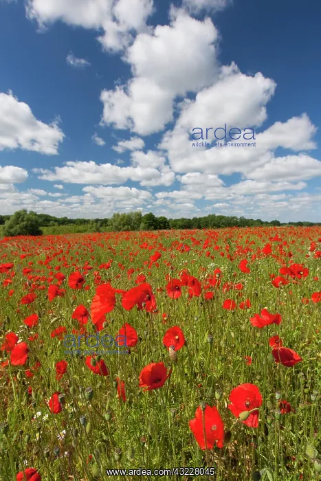 : Common Red Poppy flowering : Common Red Poppy flowering