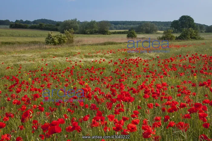  : Common Red Poppy - flowering - Germany