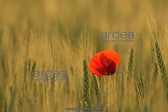 : Common Red Poppy flowering plants in a corn field : Common Red Poppy flowering plants in a corn field