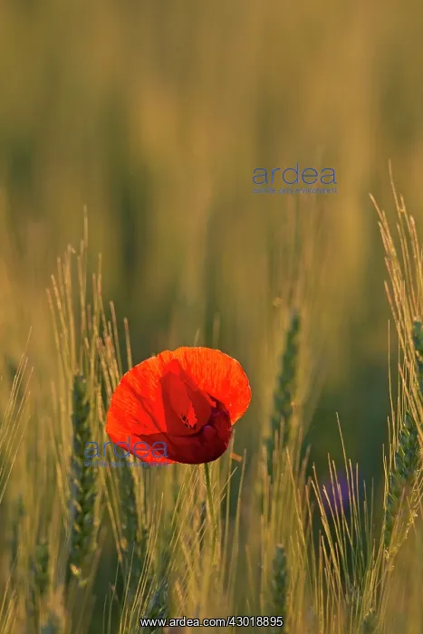 : Common Red Poppy flowering plants in a corn field : Common Red Poppy flowering plants in a corn field