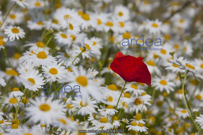 : Common Red Poppy and Ox-eye Daisy / Moon Daisy - : Common Red Poppy and Ox-eye Daisy / Moon Daisy -