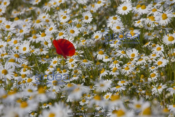 : Common Red Poppy and Ox-eye Daisy / Moon Daisy - : Common Red Poppy and Ox-eye Daisy / Moon Daisy -
