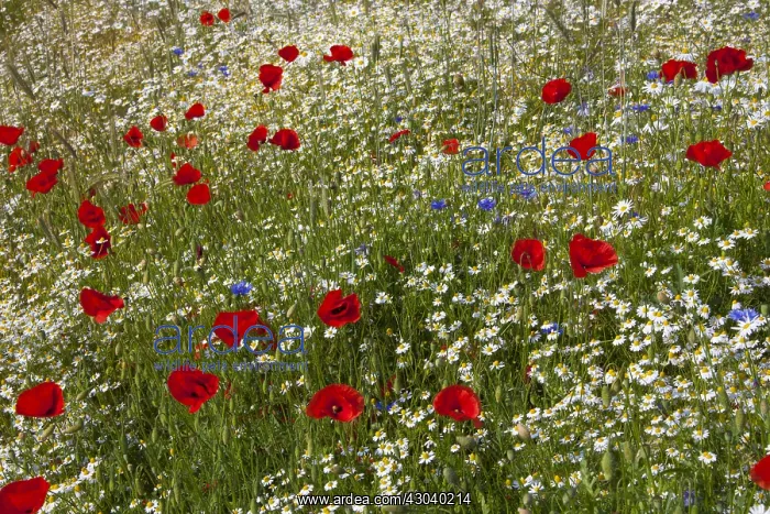 : Common Red Poppy and Ox-eye Daisy / Moon Daisy - : Common Red Poppy and Ox-eye Daisy / Moon Daisy -