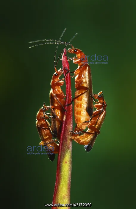 : Common Red Soldier Beetle : Common Red Soldier Beetle