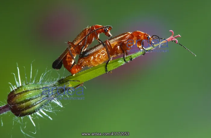 : Common Red Soldier Beetle : Common Red Soldier Beetle