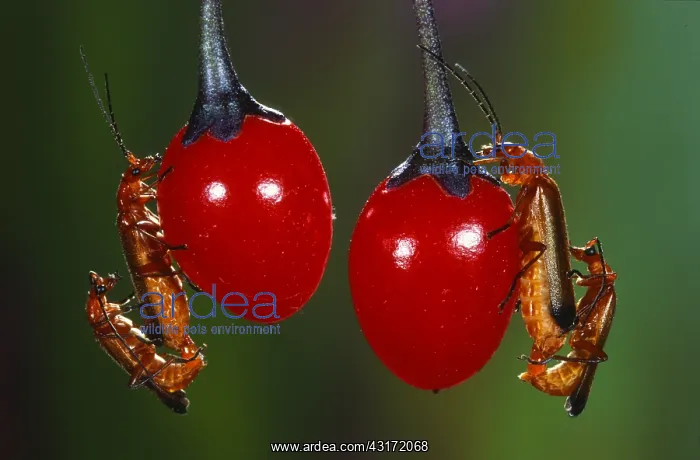 : Common Red Soldier Beetle : Common Red Soldier Beetle
