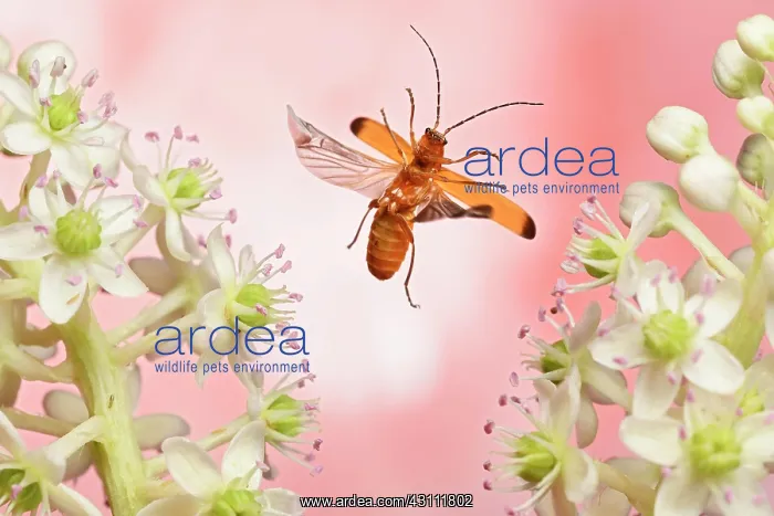 : Common red soldier beetle (Rhagonycha fulva) in : Common red soldier beetle (Rhagonycha fulva) in