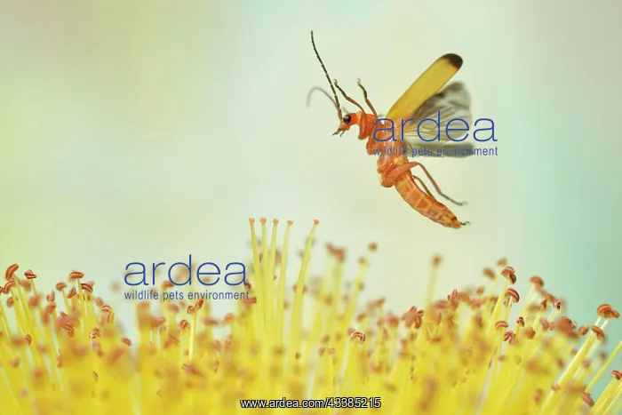 : Common red soldier beetle (Rhagonycha fulva) in f : Common red soldier beetle (Rhagonycha fulva) in f