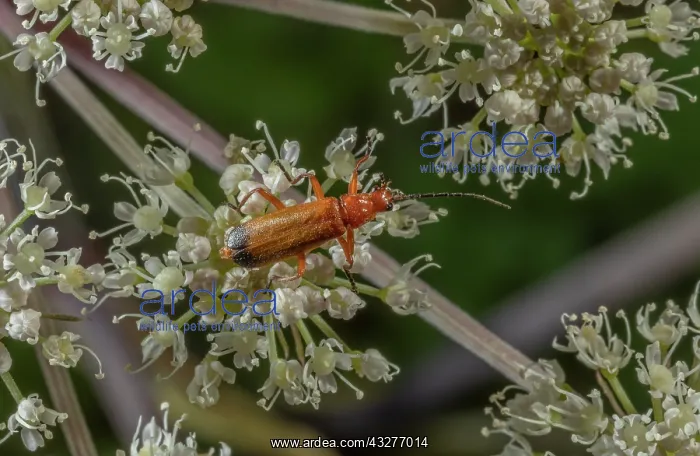 : Common red Soldier Beetles, Rhagonycha fulva, feeding : Common red Soldier Beetles, Rhagonycha fulva, feeding