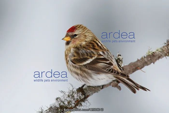  : Common Redpoll