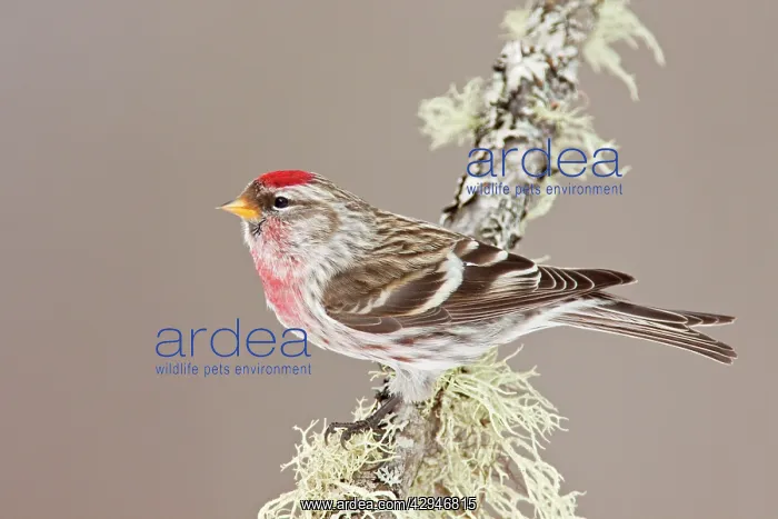 : Common Redpoll : Common Redpoll