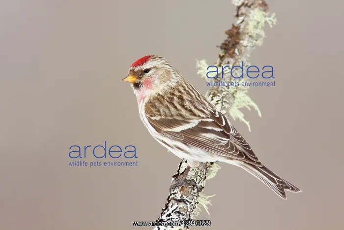 : Common Redpoll : Common Redpoll