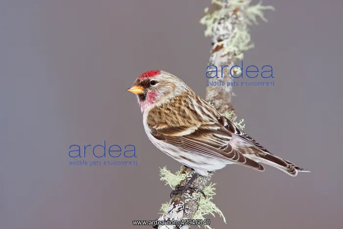 : Common Redpoll : Common Redpoll