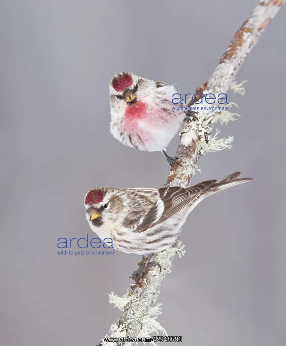 : Common Redpoll : Common Redpoll
