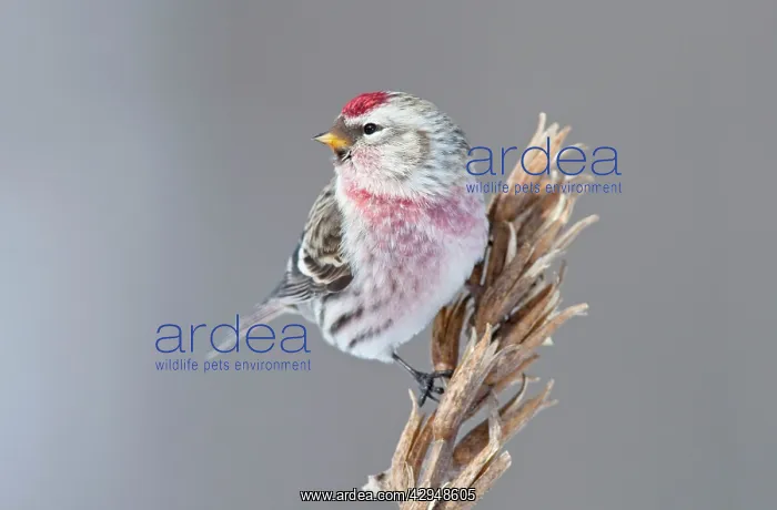 : Common Redpoll : Common Redpoll