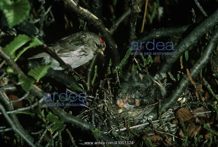 : Common Redpoll : Common Redpoll