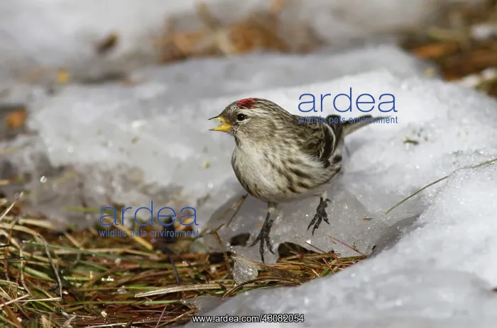 : Common Redpoll : Common Redpoll