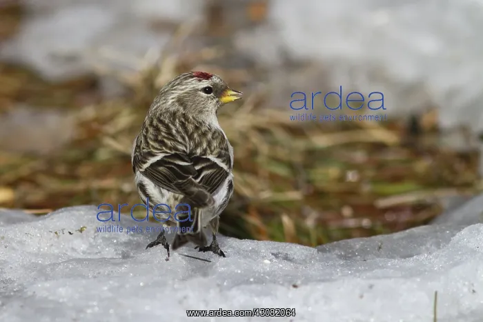 : Common Redpoll : Common Redpoll