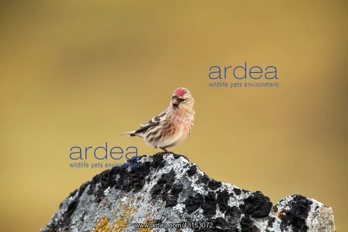 : Common Redpoll : Common Redpoll