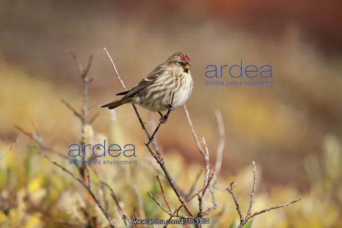 : Common Redpoll : Common Redpoll