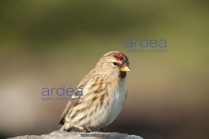 : Common Redpoll : Common Redpoll