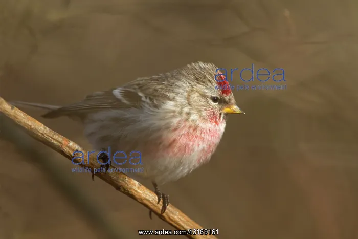 : Common Redpoll : Common Redpoll