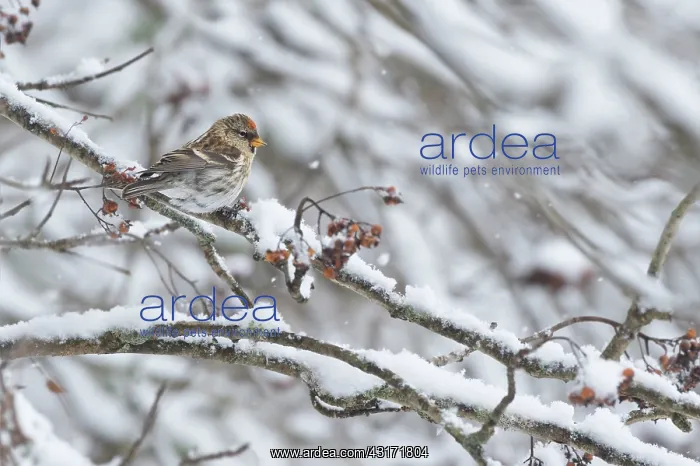 : Common Redpoll : Common Redpoll