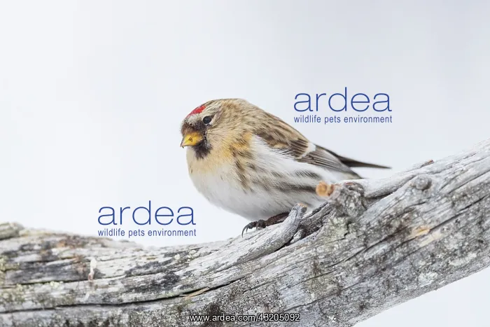 : Common redpoll (Acanthis flammea), in the snow : Common redpoll (Acanthis flammea), in the snow
