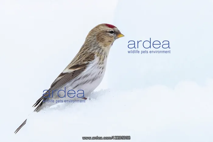  : Common redpoll (Acanthis flammea), in the snow
