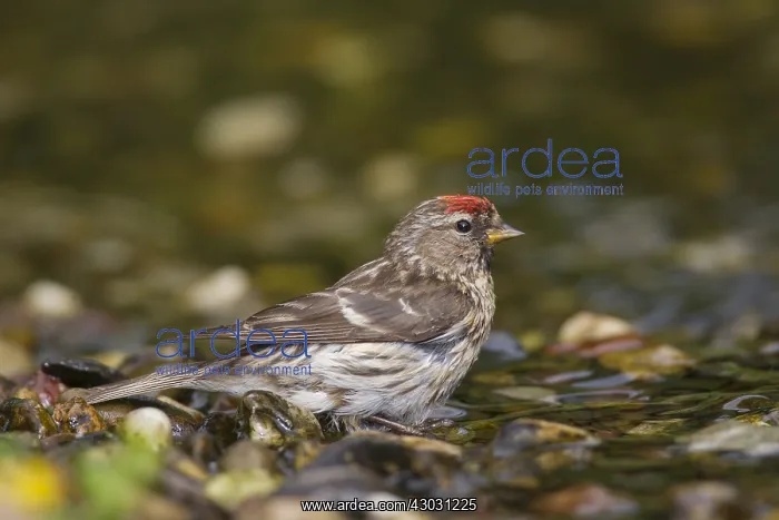  : Common Redpoll - bathing female - Germany
