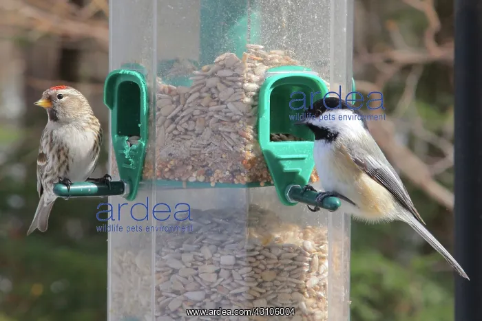 : Common Redpoll and Black-Capped Chickadee : Common Redpoll and Black-Capped Chickadee