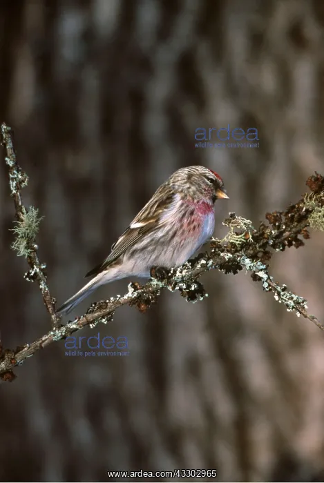 : Common REDPOLL - ON BRANCH : Common REDPOLL - ON BRANCH