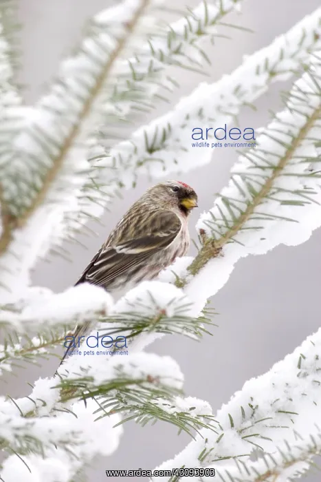 : Common Redpoll (Carduelis flammea) : Common Redpoll (Carduelis flammea)