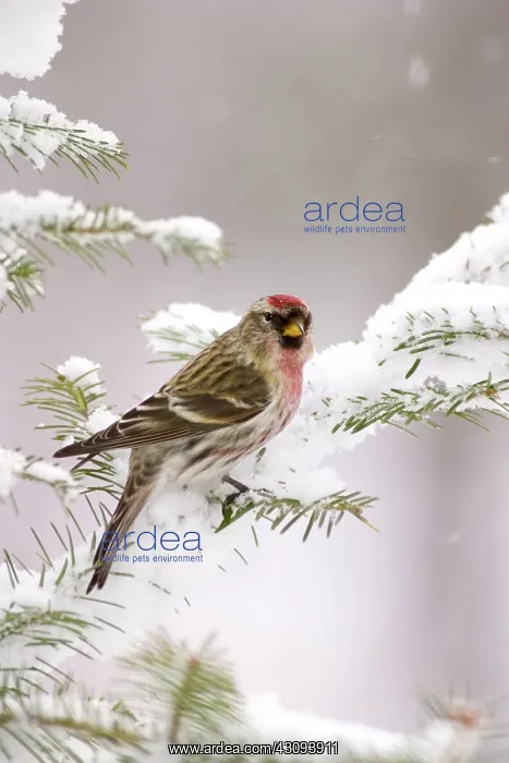 : Common Redpoll (Carduelis flammea) : Common Redpoll (Carduelis flammea)