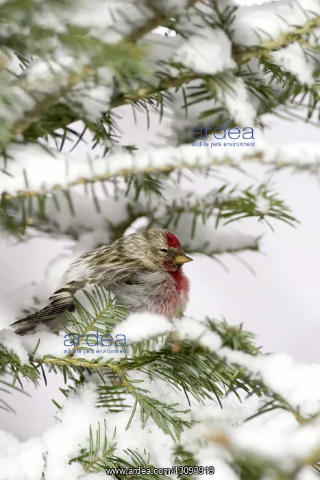 : Common Redpoll (Carduelis flammea) : Common Redpoll (Carduelis flammea)
