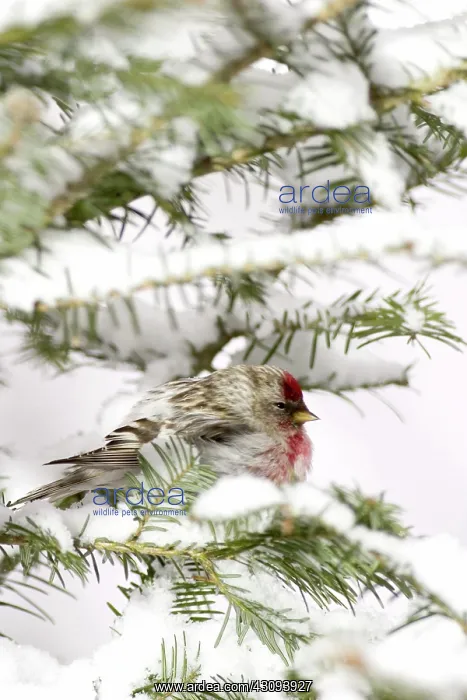 : Common Redpoll (Carduelis flammea) : Common Redpoll (Carduelis flammea)