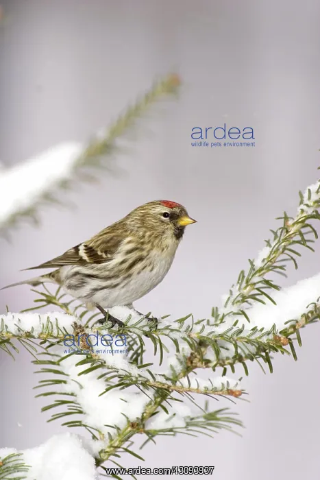 : Common Redpoll (Carduelis flammea) : Common Redpoll (Carduelis flammea)