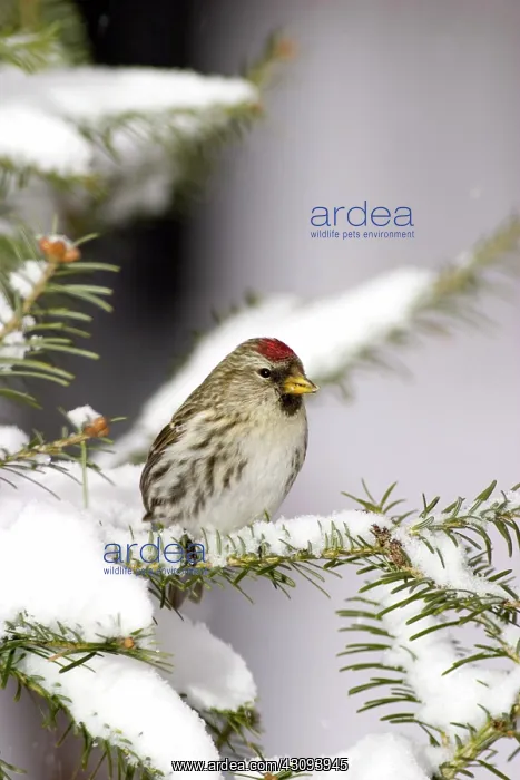 : Common Redpoll (Carduelis flammea) : Common Redpoll (Carduelis flammea)