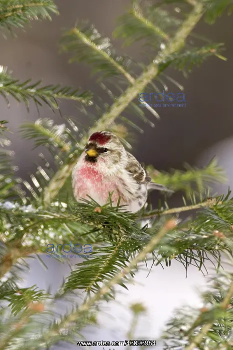 : Common Redpoll (Carduelis flammea) : Common Redpoll (Carduelis flammea)