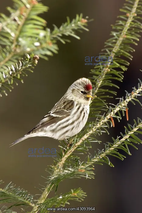 : Common Redpoll (Carduelis flammea) : Common Redpoll (Carduelis flammea)