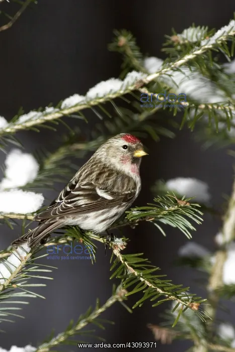 : Common Redpoll (Carduelis flammea) : Common Redpoll (Carduelis flammea)