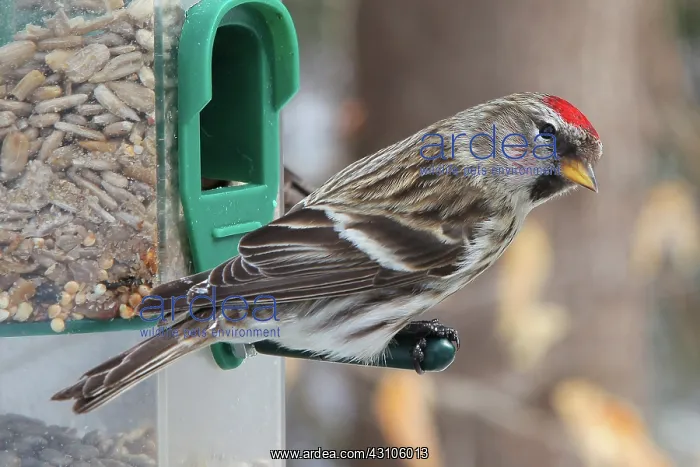 : Common Redpoll (Carduelis flammea) : Common Redpoll (Carduelis flammea)