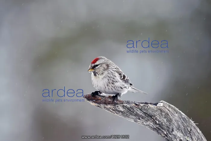 : Common redpoll (Carduelis flammea ), female, splendid : Common redpoll (Carduelis flammea ), female, splendid