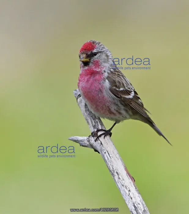 : Common Redpoll (Carduelis flammea) adult male, perched : Common Redpoll (Carduelis flammea) adult male, perched