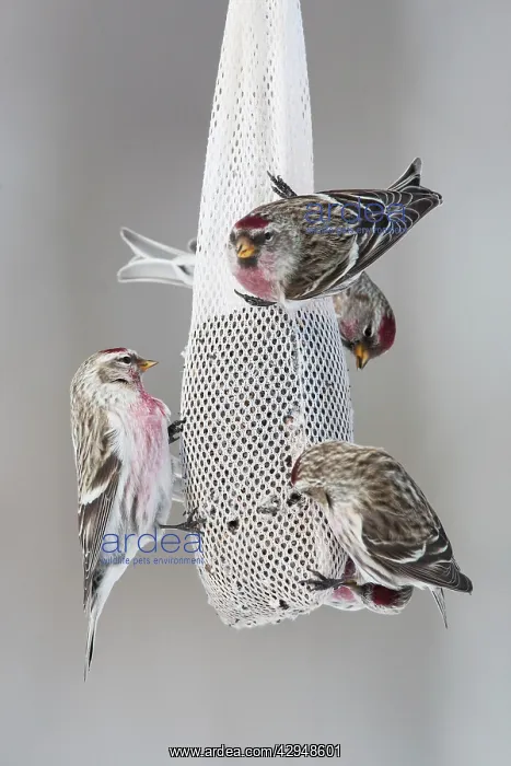 : Common Redpoll - at feeder : Common Redpoll - at feeder