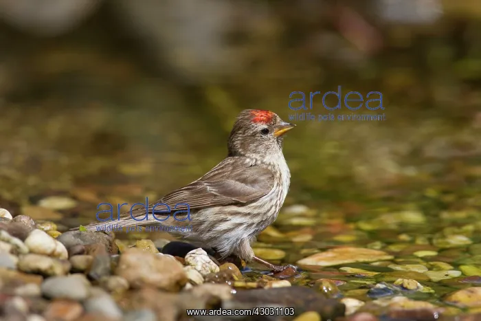  : Common Redpoll female bathing